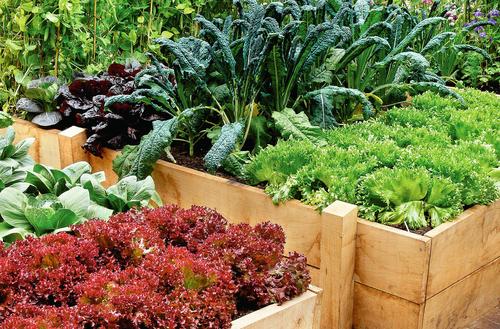 Zdrowe prosto z działki